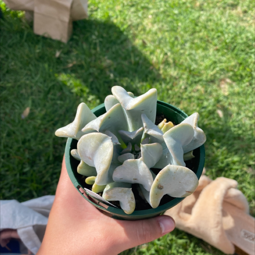 Photo of the plant species Echeveria 'Topsy Turvy' by @jesssewell named luna on Greg, the plant care app
