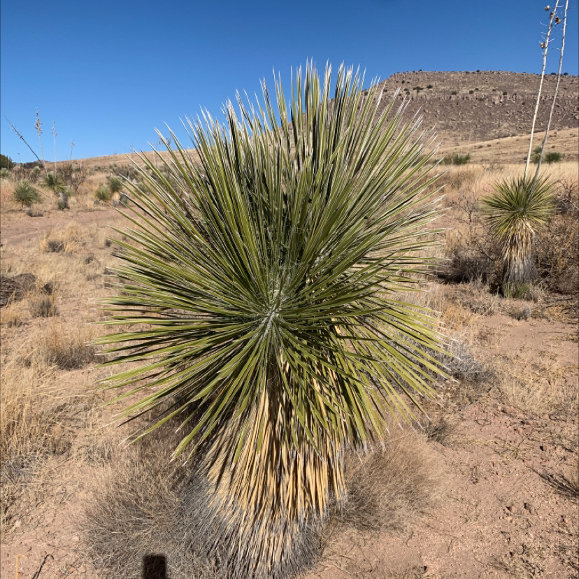 Photo of the plant species Soaptree Yucca by Sarah named Your plant on Greg, the plant care app