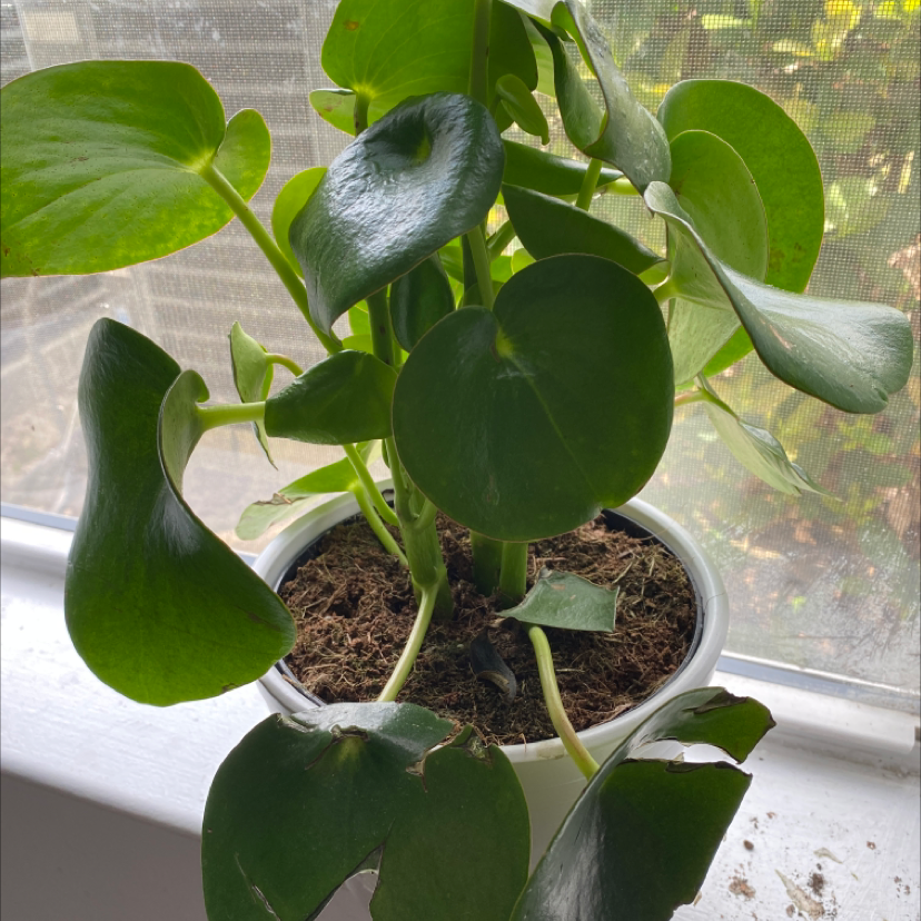 Raindrop Peperomia plant in a pot on a windowsill with healthy green leaves.