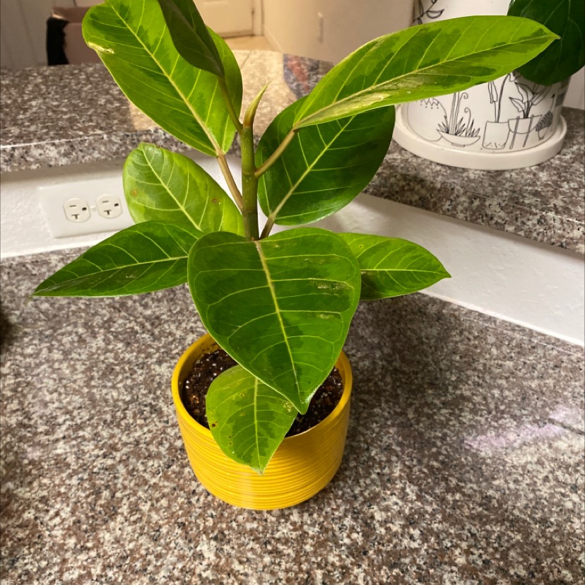 Healthy Council Tree plant with broad green leaves in a yellow pot on a granite countertop.