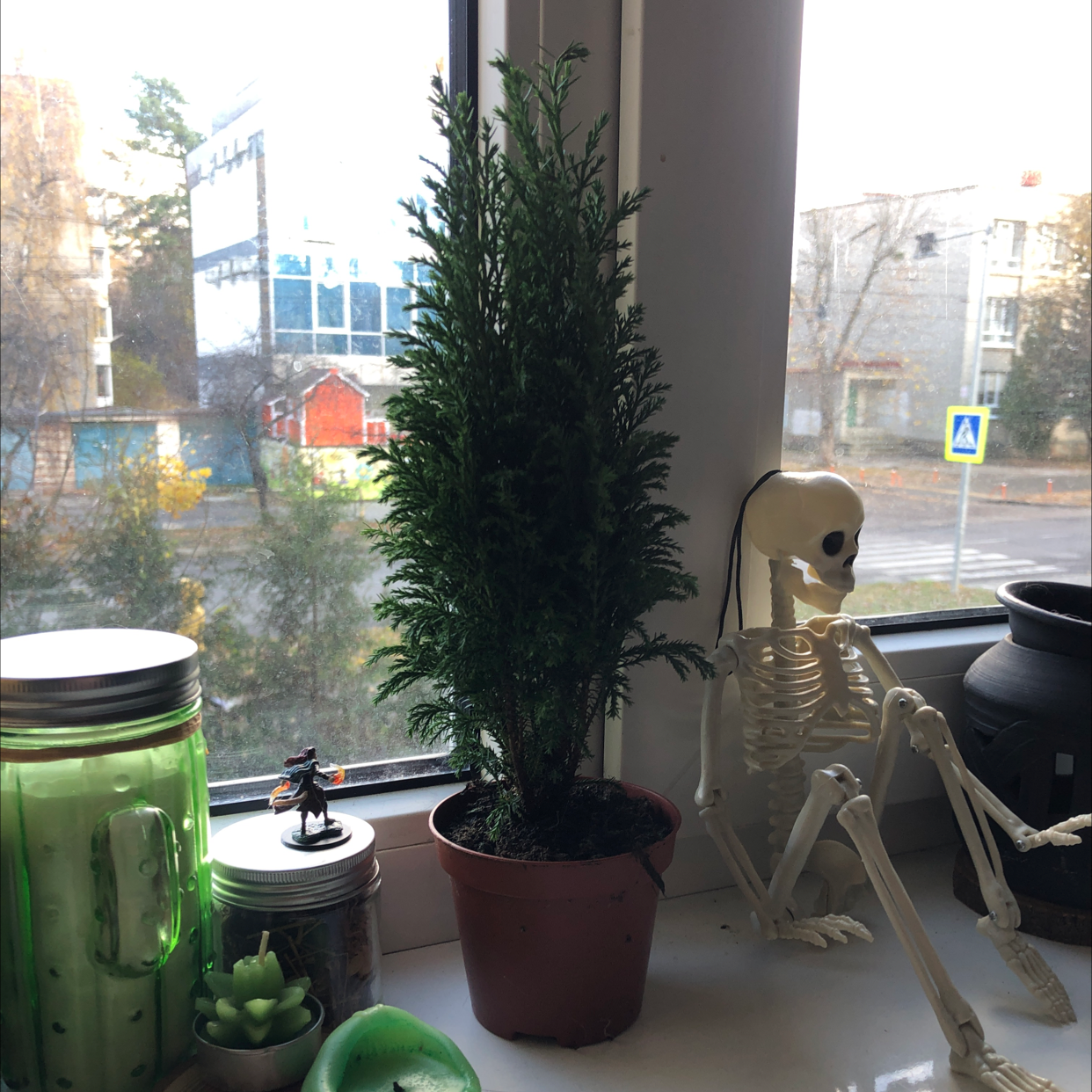 Photo of the plant species Hesperocyparis Macrocarpa by @gr_hds named vidur on Greg, the plant care app