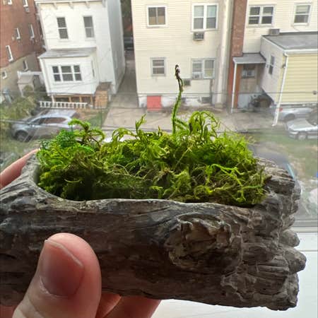 Photo of the plant species Willow Moss by Maksymilian named Moss on Greg, the plant care app