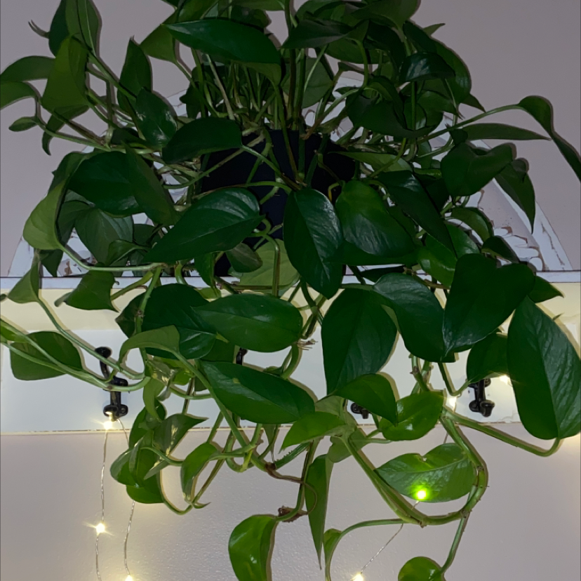 Taro Vine plant photo by Jubilee named Mama Pothos on Greg, the plant care app.