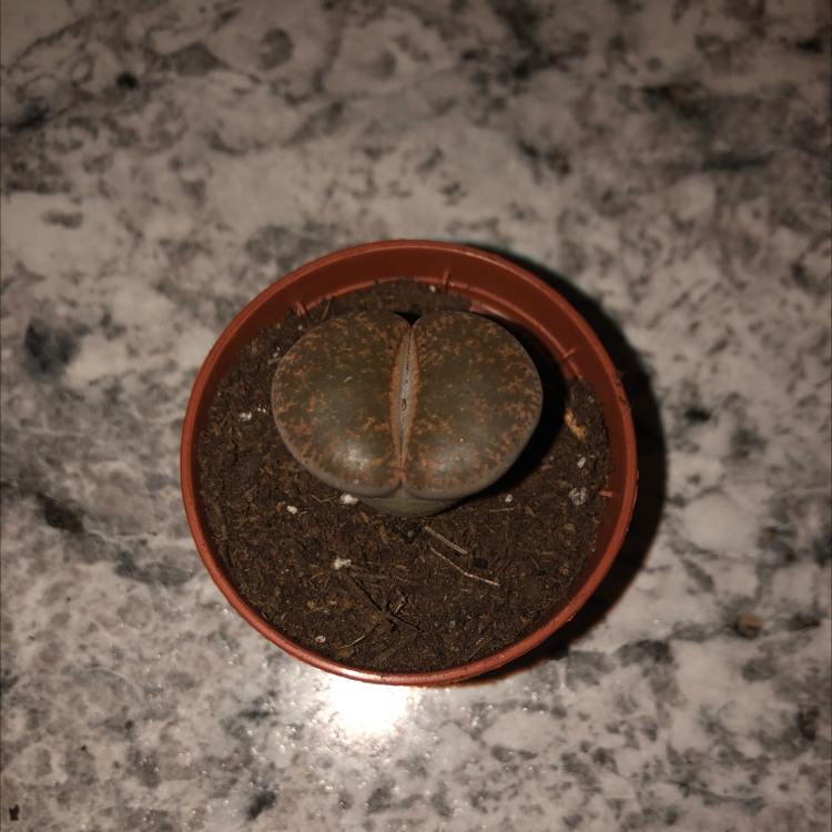 Living Stones plant photo by @Plantmommy444 named Harold on Greg, the plant care app.