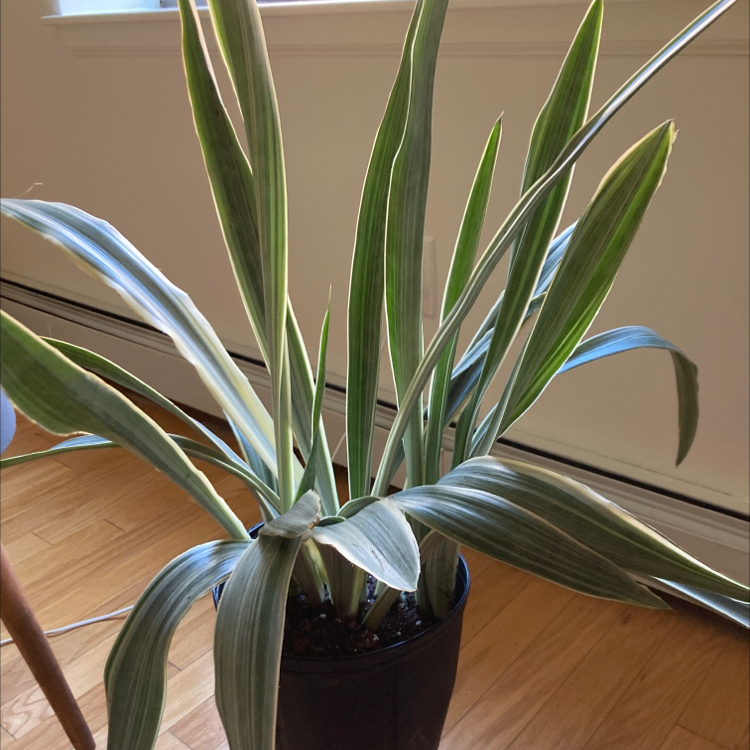 Metallica Snake Plant plant photo by Grashka named Rosa on Greg, the plant care app.