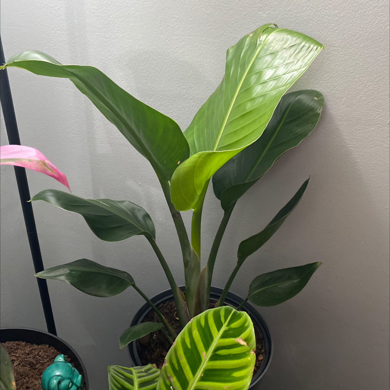 Photo of the plant species Bird of Paradise by @Sweets named Divine on Greg, the plant care app