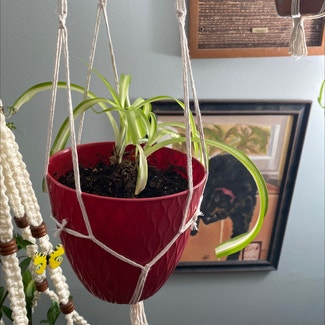 Curly Spider Plant plant in Troy, New York
