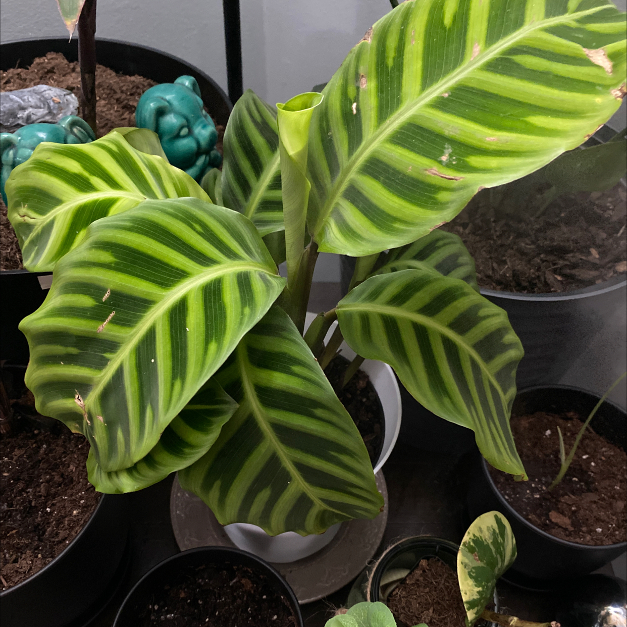 Photo of the plant species Zebra Calathea by @Sweets named April on Greg, the plant care app