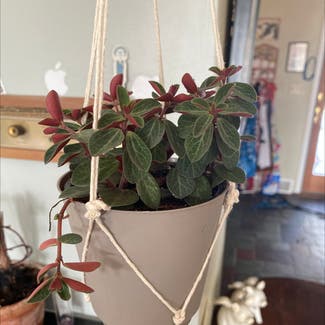 Peperomia Red Log plant in Troy, New York