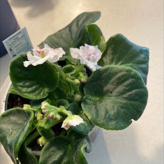 African Violet plant in Troy, New York