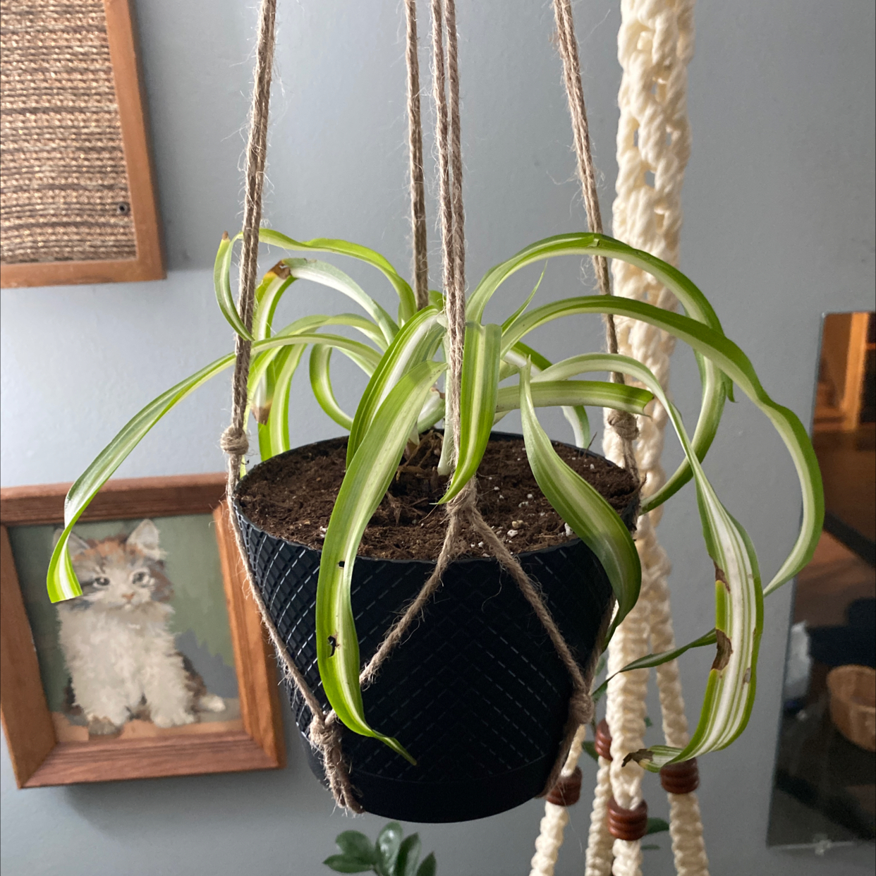 Curly Spider Plant in a hanging pot with visible soil, healthy green leaves, and no signs of disease.