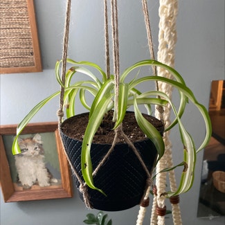 Curly Spider Plant plant in Troy, New York