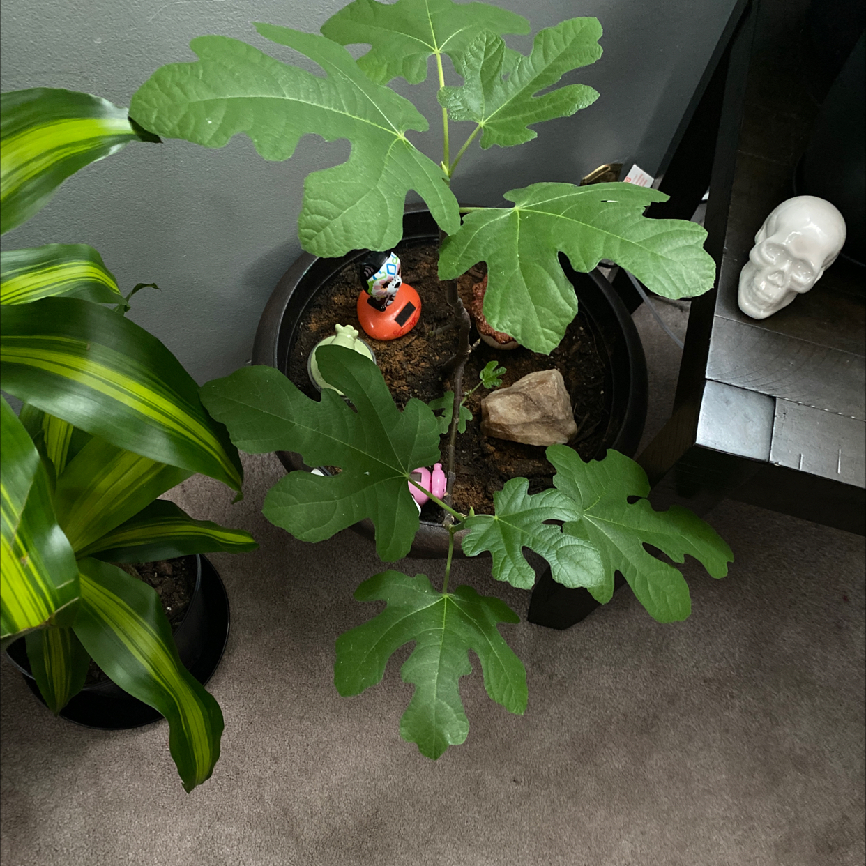 Brown Turkey Fig plant in a pot with healthy green leaves and visible soil.