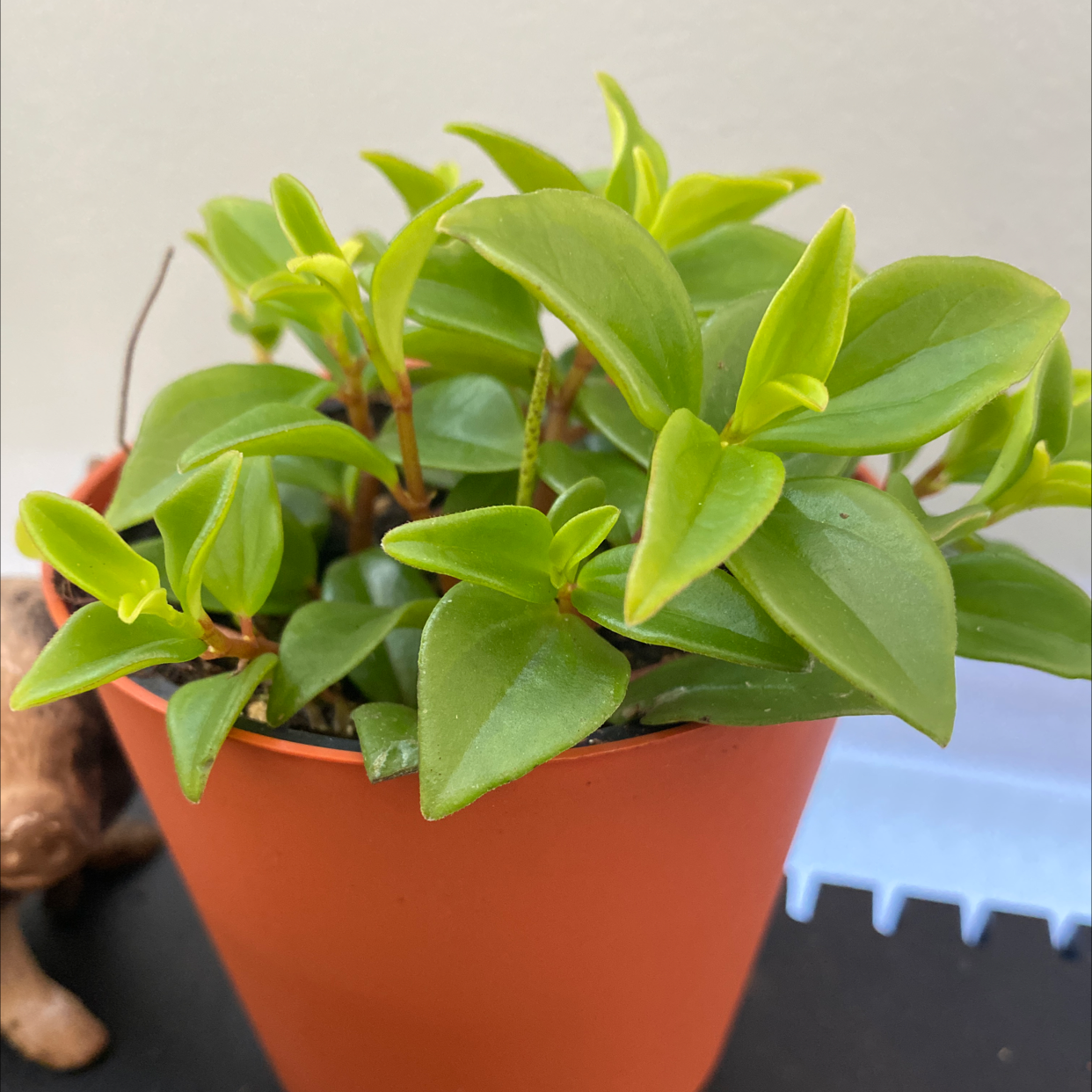 Healthy Peperomia obtusifolia plant with glossy green leaves in an orange plastic pot, well-framed photo with slight blur.