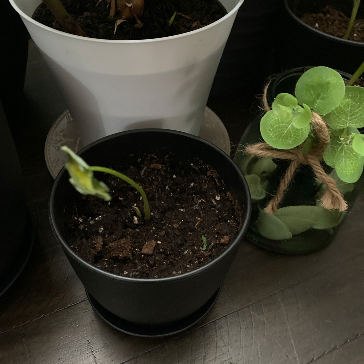 Small plant in black pot with dark soil, early growth stage, other plants in background.