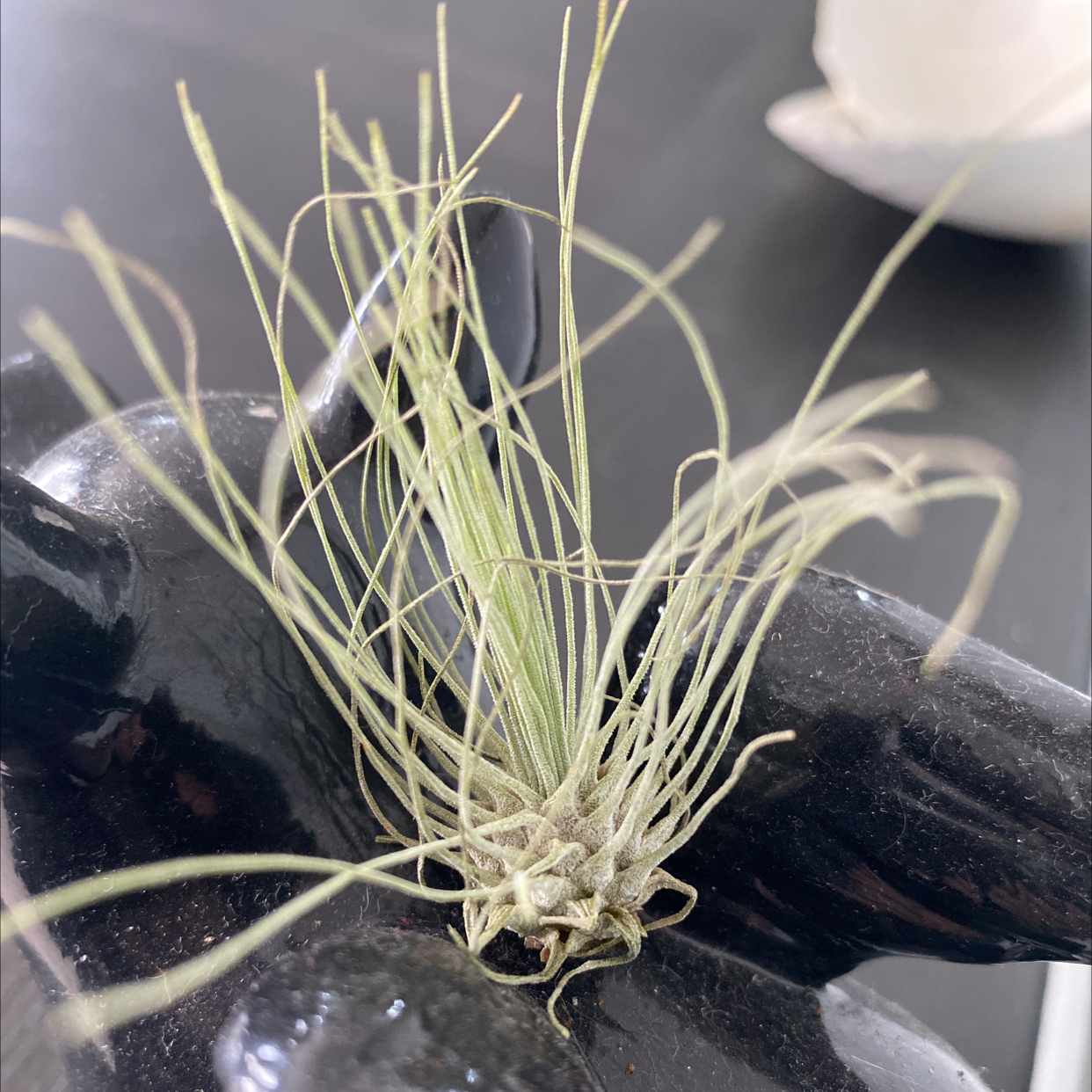 Photo of the plant species Tillandsia argentea Air Plant by @Sweets named Your plant on Greg, the plant care app