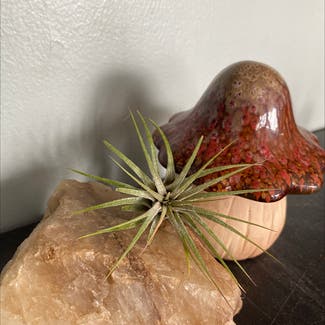 Blushing Bride Air Plant plant in Troy, New York