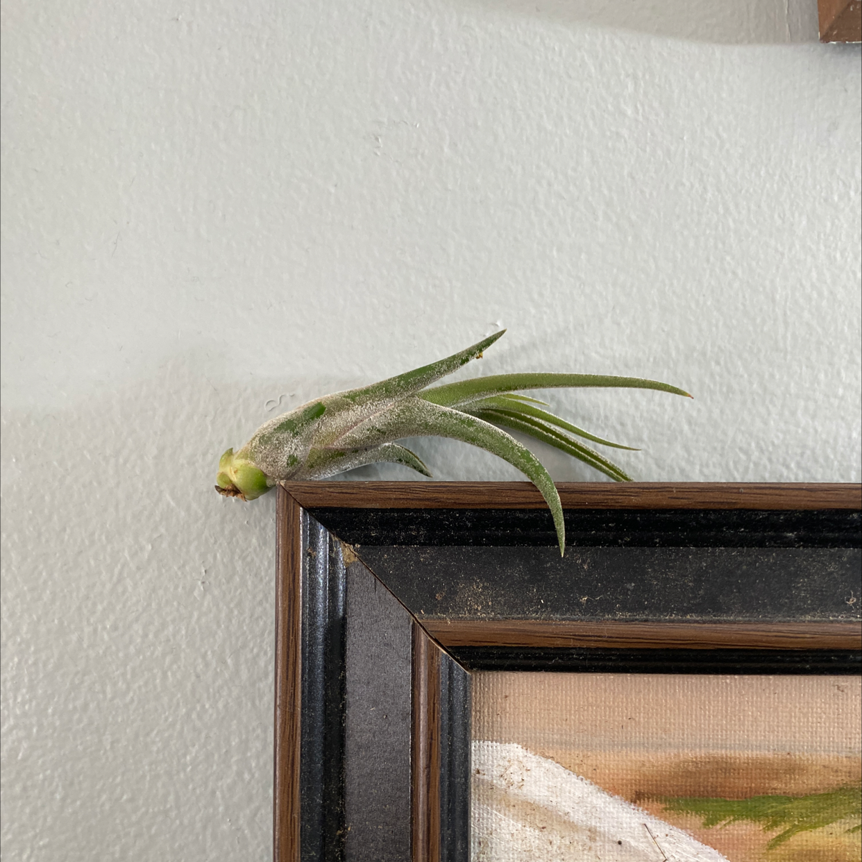 Medusa Head Air Plant attached to a picture frame, appearing healthy with green leaves.