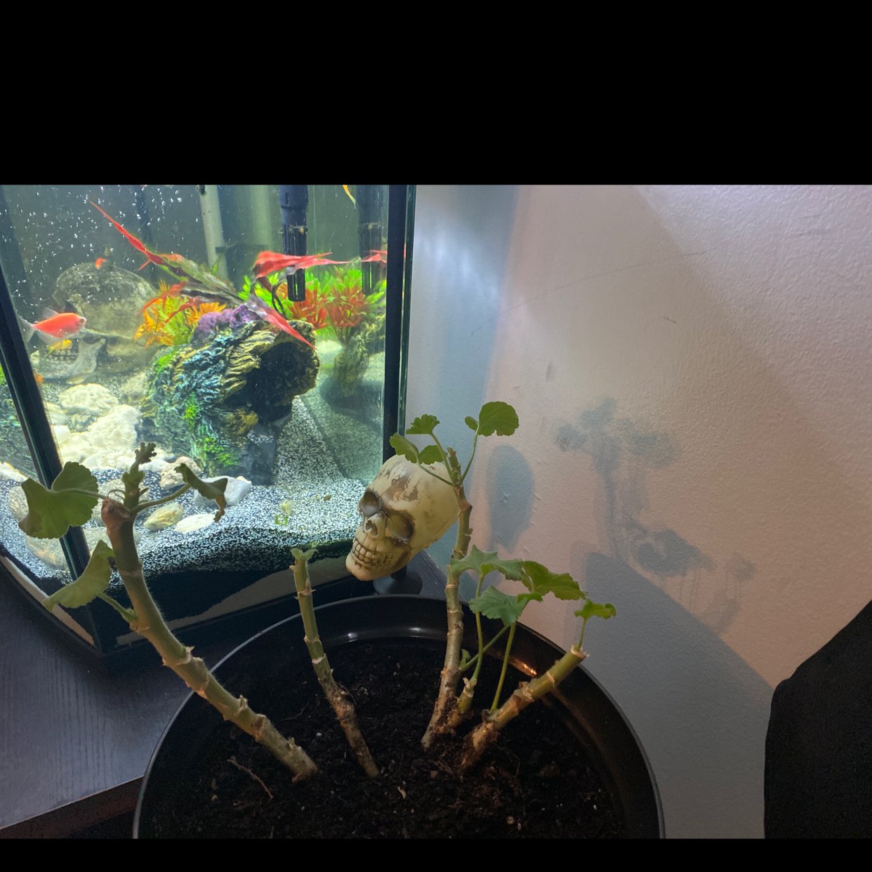 Zonale Geranium plant with few green leaves in a pot next to a fish tank and a decorative skull.