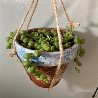 String of Pearls plant in Troy, New York