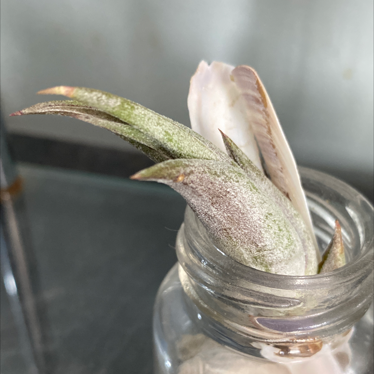 Medusa Head Air Plant in a small glass container with some discoloration on the leaves.