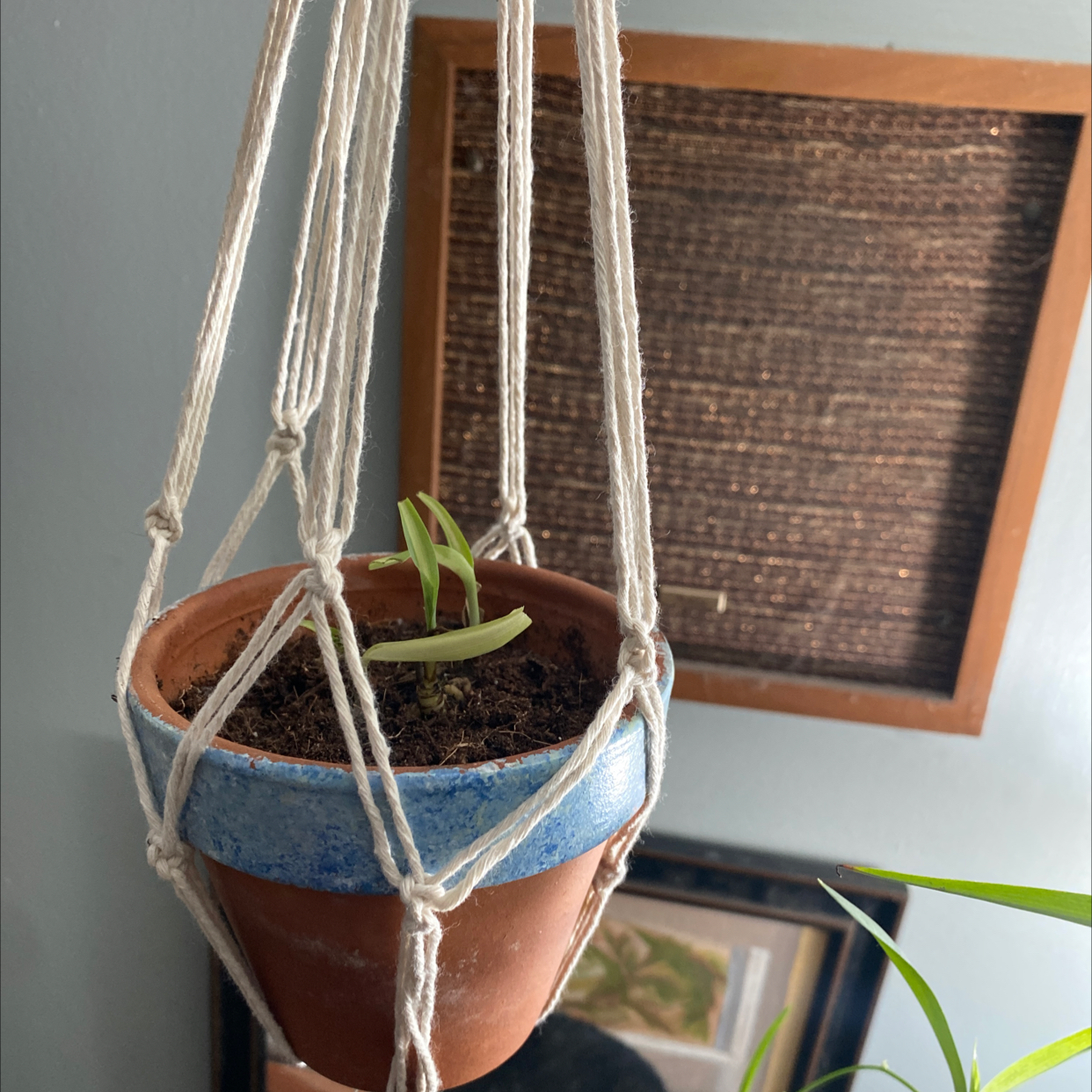 Young Curly Spider Plant in a hanging pot with visible soil and green leaves.