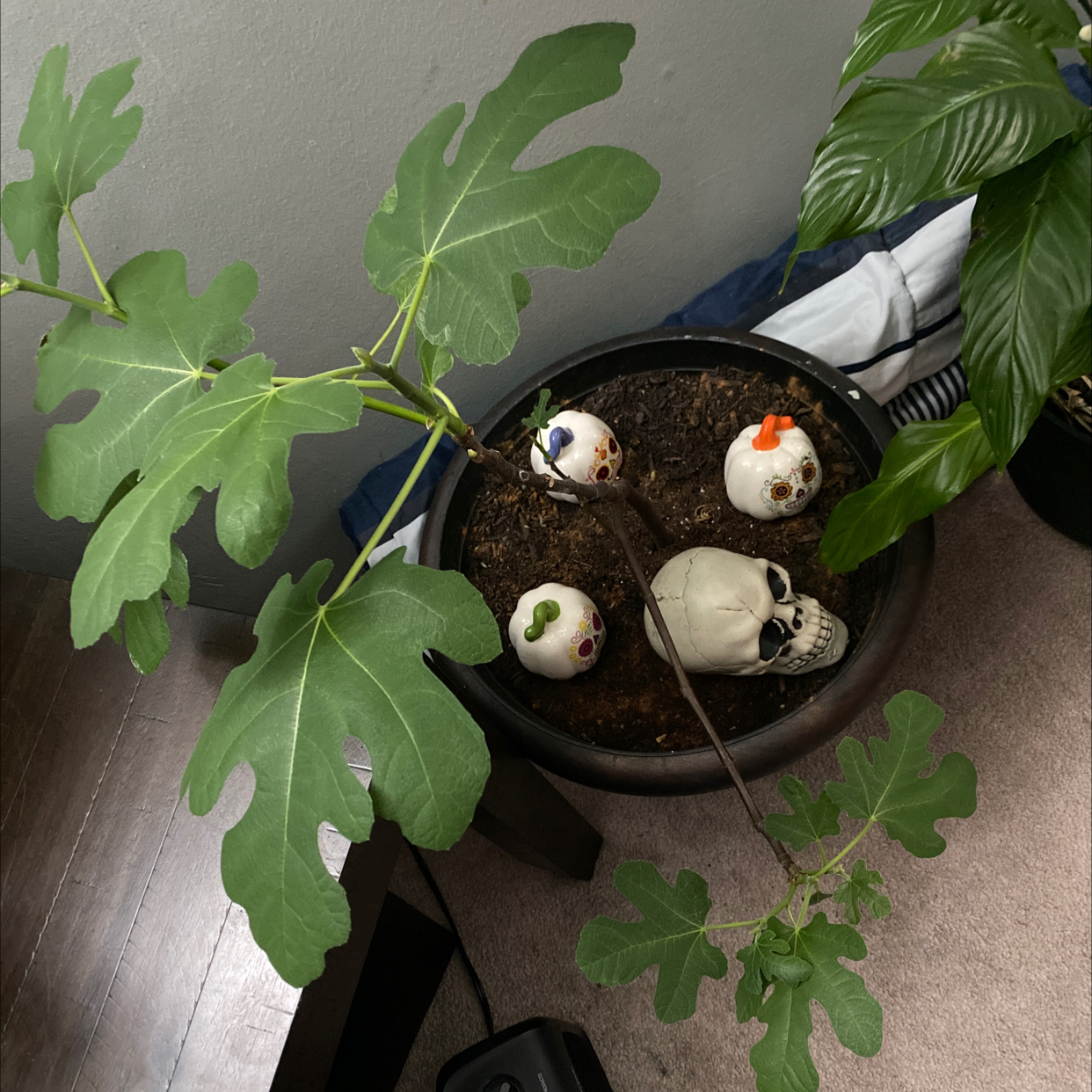 Brown Turkey Fig plant in a pot with green leaves and decorative items.