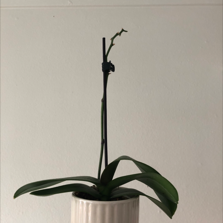 Photo of the plant species White Apple Moth Orchid by @evami named kie on Greg, the plant care app