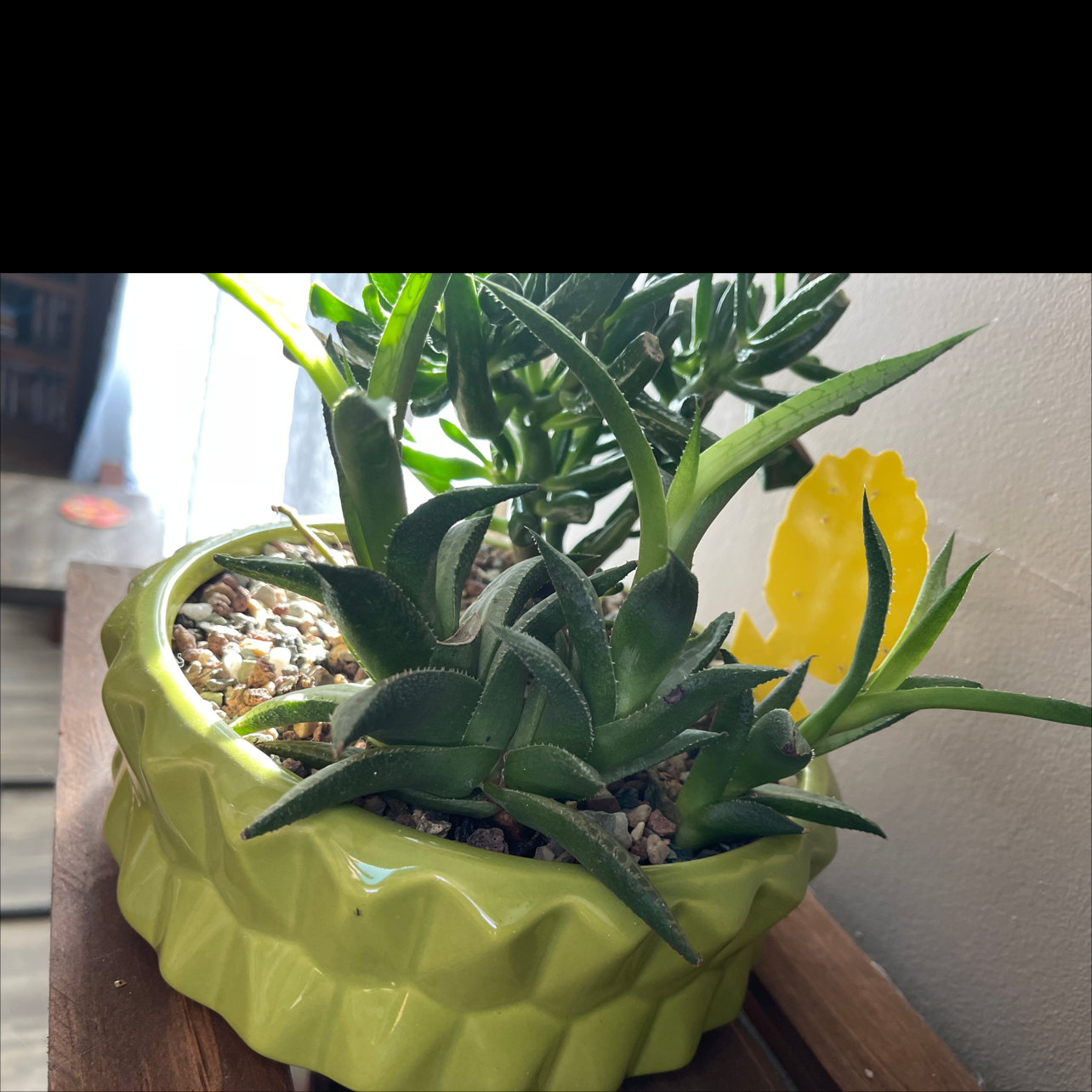 Aloe vera plant photo by @Cschind2 named Spike on Greg, the plant care app.