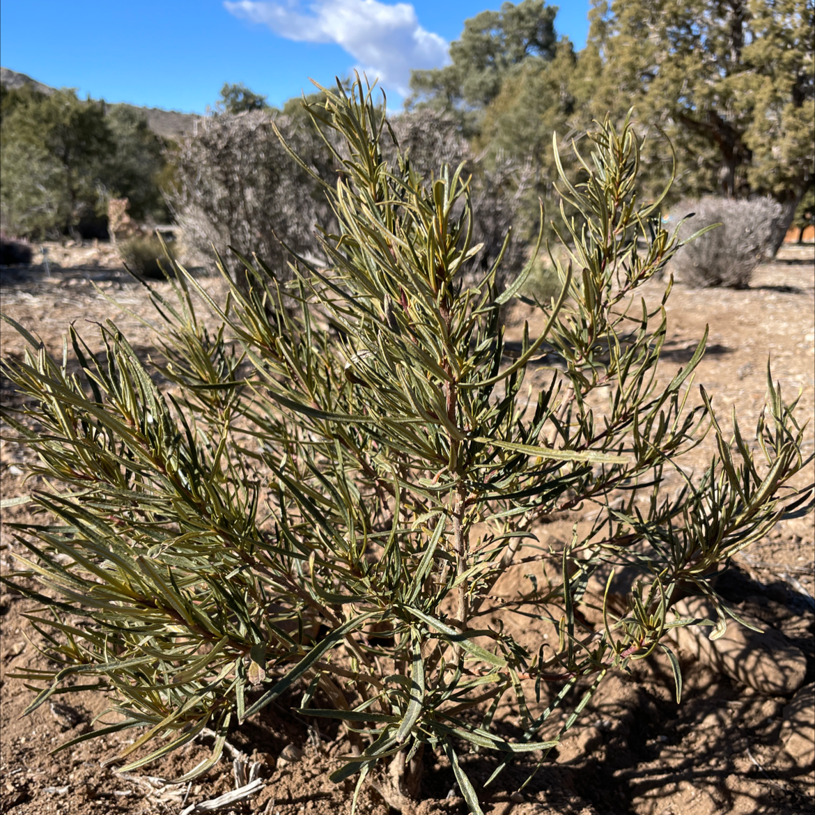 Photo of the plant species Narrowleaf Yerba Santa by Giovanni named Mr T on Greg, the plant care app