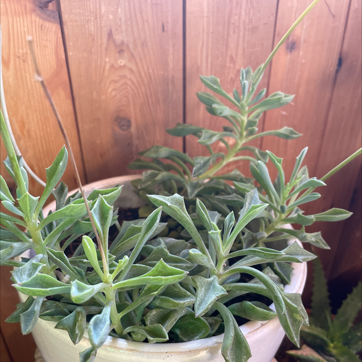 Spear Head Senecio plant photo by Giovanni named December on Greg, the plant care app.