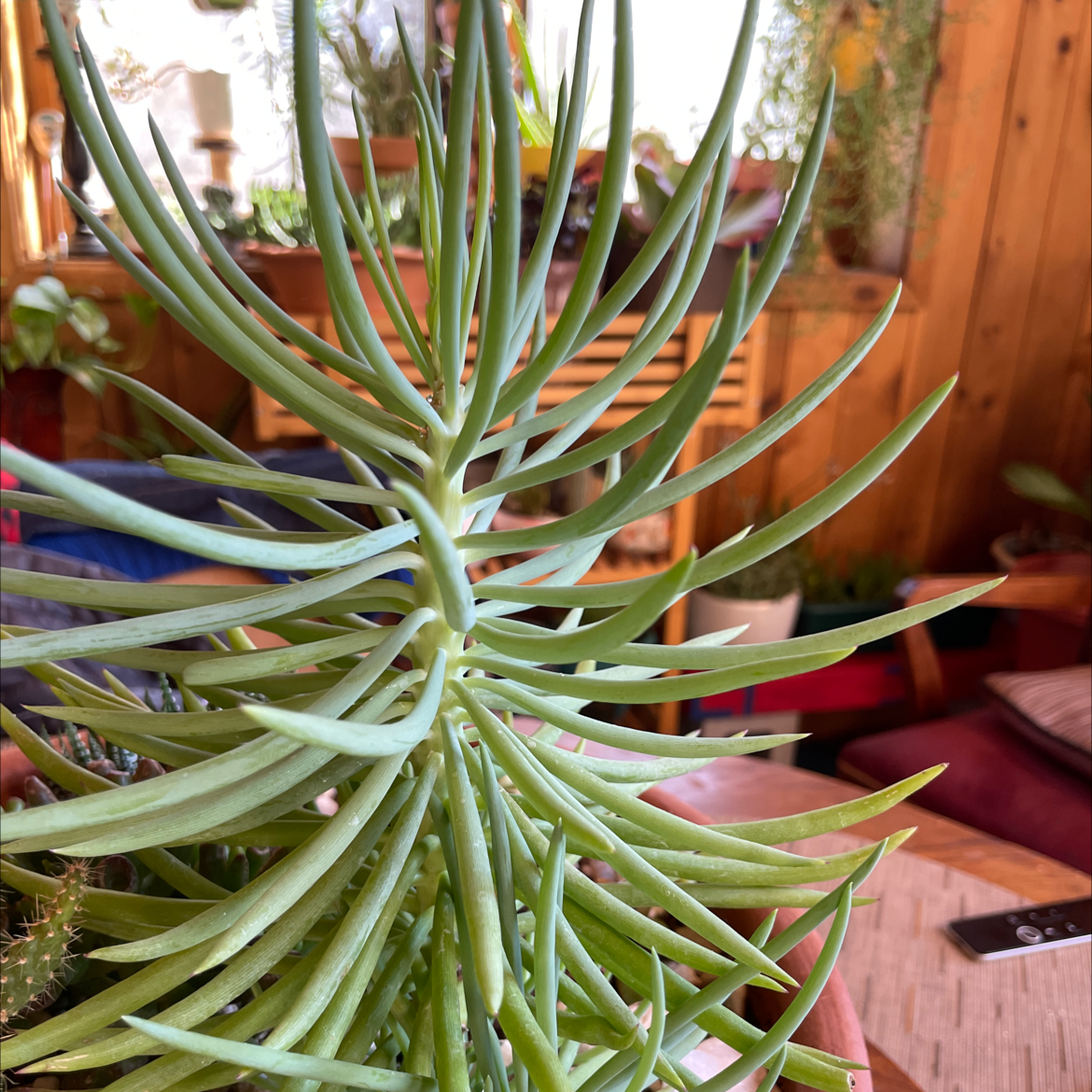 Narrow-Leaf Chalk Sticks plant photo by Giovanni named Mister Bluegreen on Greg, the plant care app.