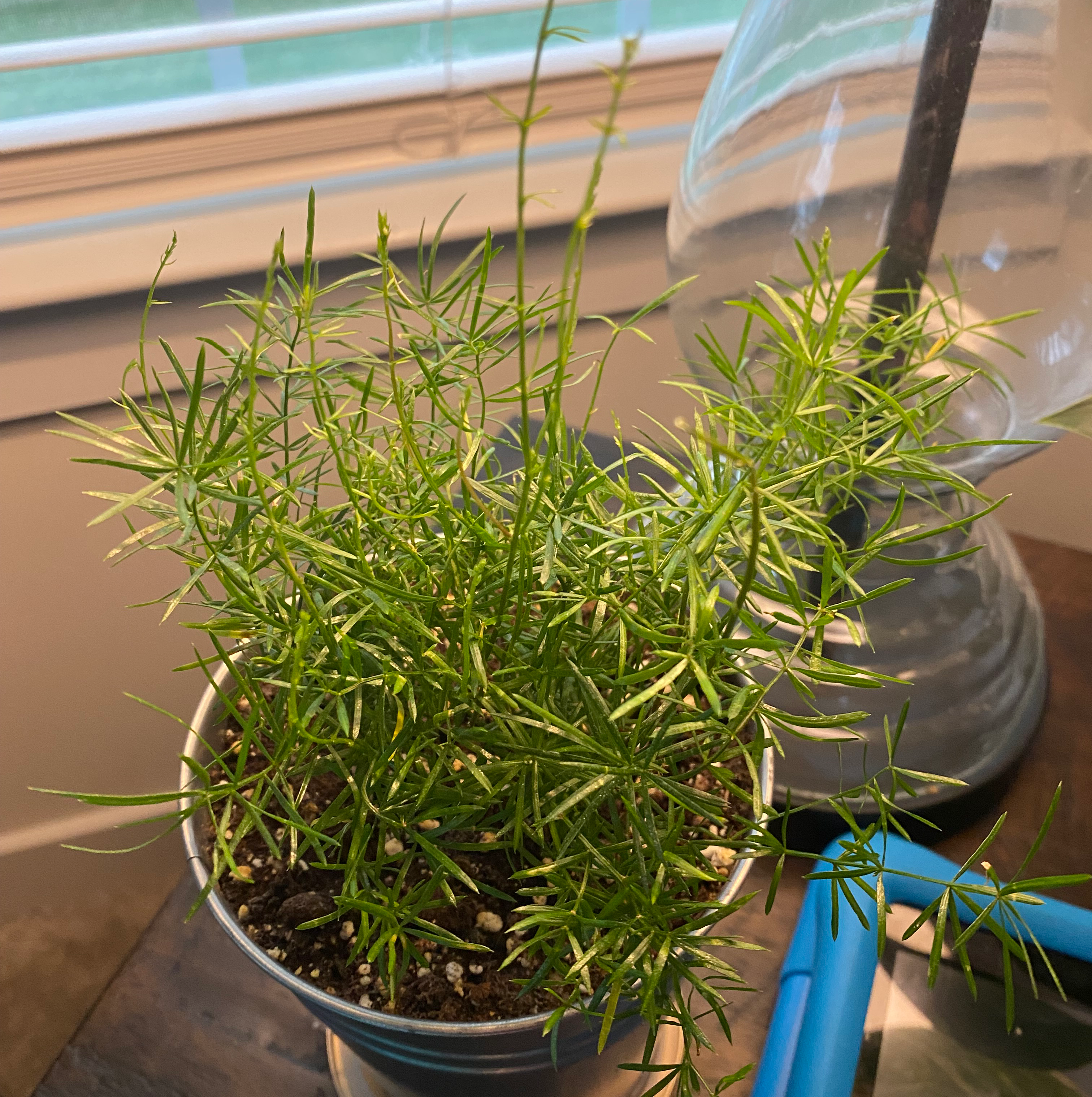 Healthy, vibrant Plume Asparagus plant with bright green, needle-like leaves growing in a small black pot on a windowsill.