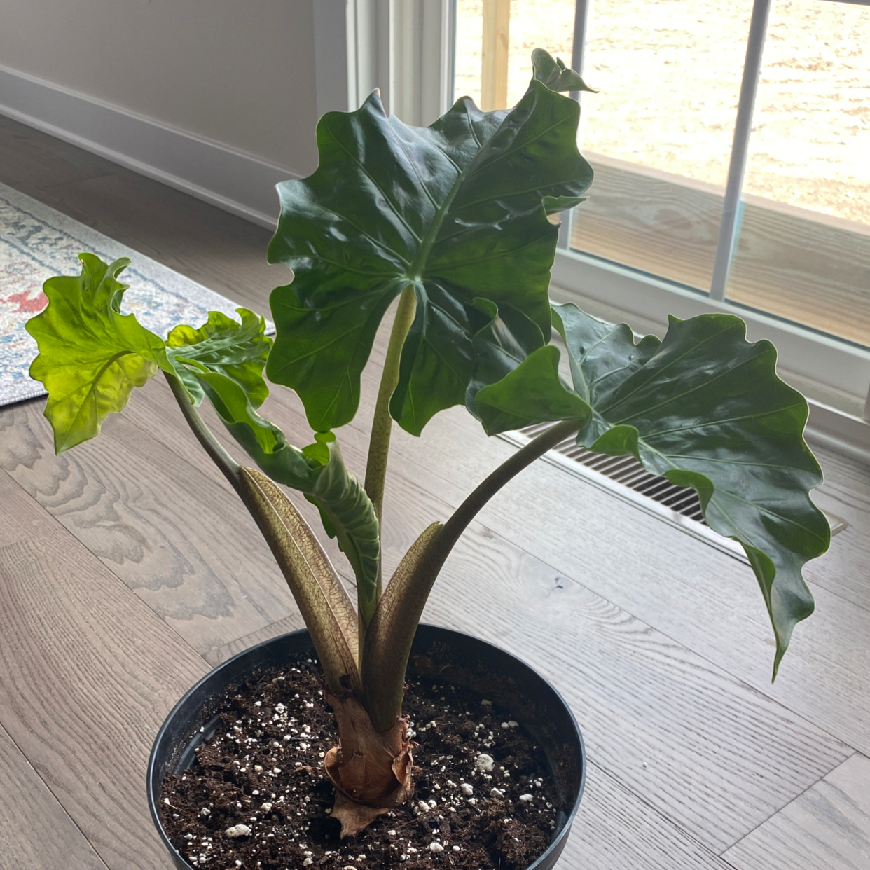 Potted Giant Taro plant with large green leaves near a window.