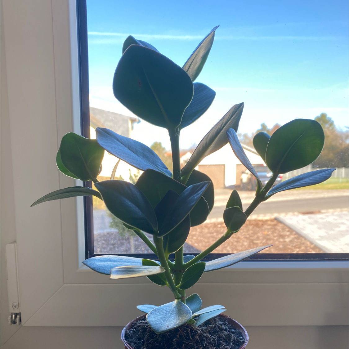 Healthy Dwarf Clusia plant near a window with green leaves.