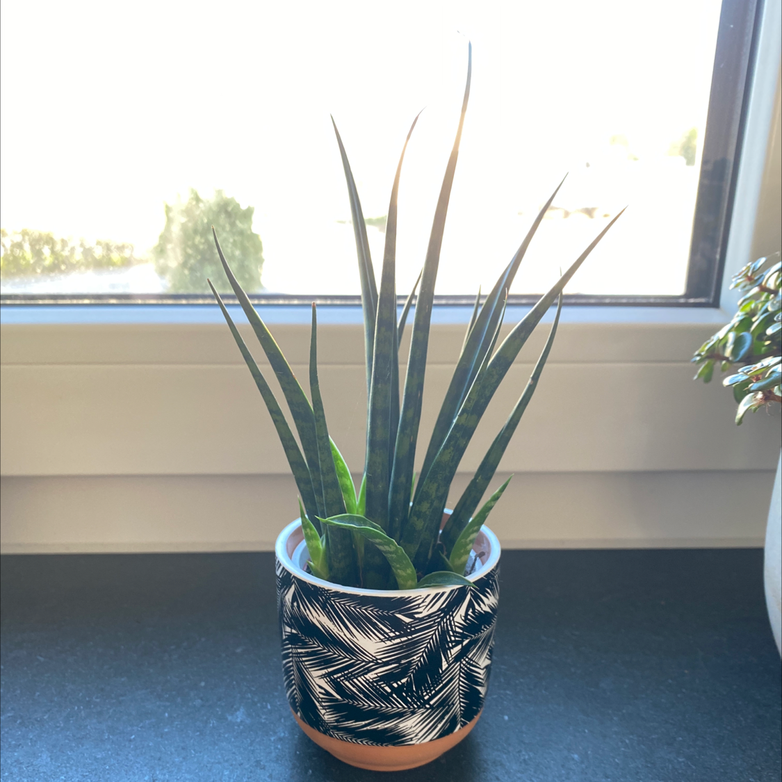 Photo of the plant species Dracaena 'Mikado' by Jackie named Snakey on Greg, the plant care app