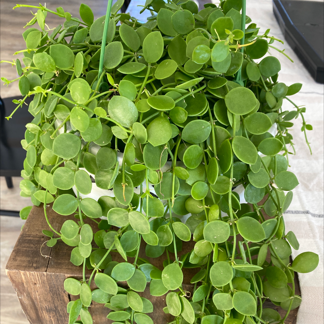Photo of the plant species String of Nickels by Jackie named Rapunzel on Greg, the plant care app