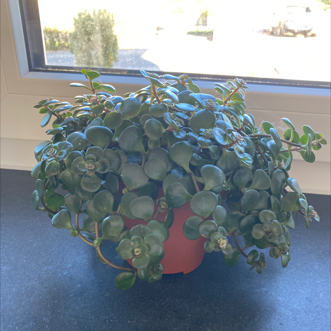 Photo of the plant species Sedum 'Himalayan Skies' by Jackie named Layla on Greg, the plant care app