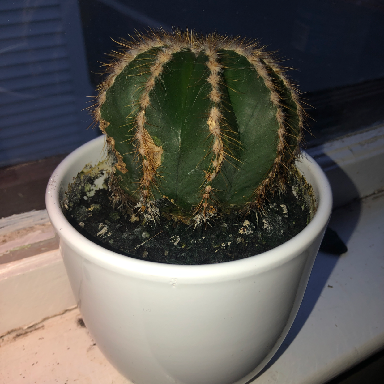 Golden Barrel Cactus plant photo by Rebekah named SpikyBoi on Greg, the plant care app.