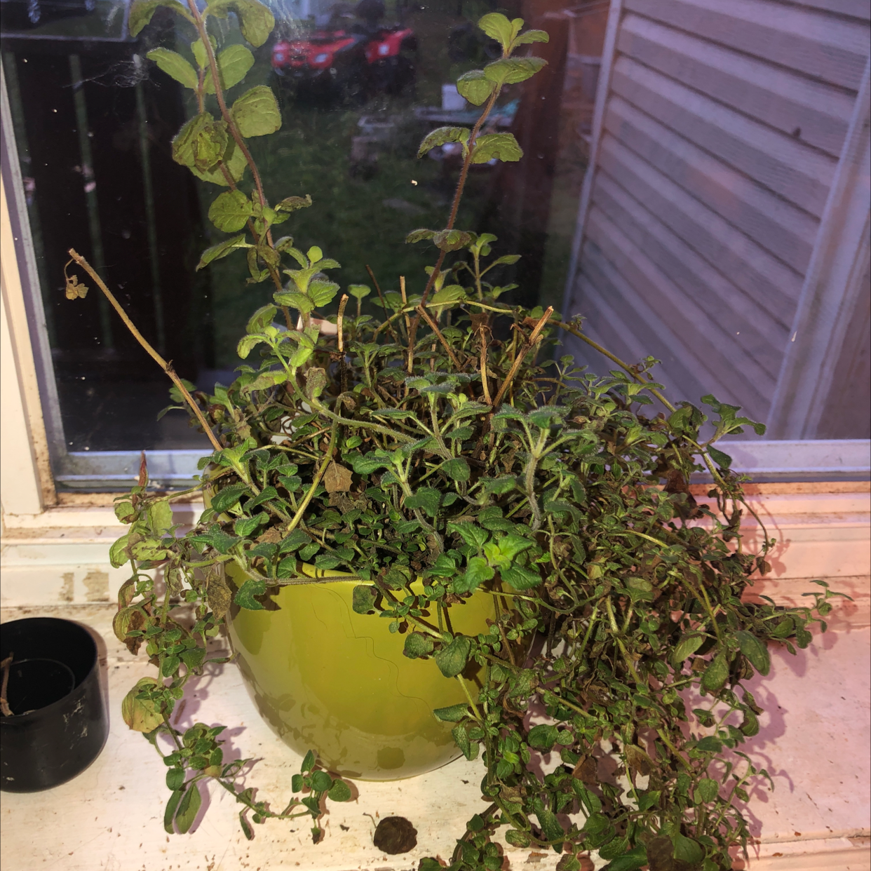 Spearmint plant photo by Rebekah named mintyBoi on Greg, the plant care app.