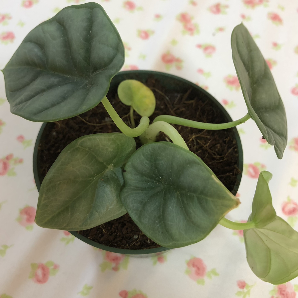 Potted Silver Dragon plant with dark green leaves and one yellowing leaf.