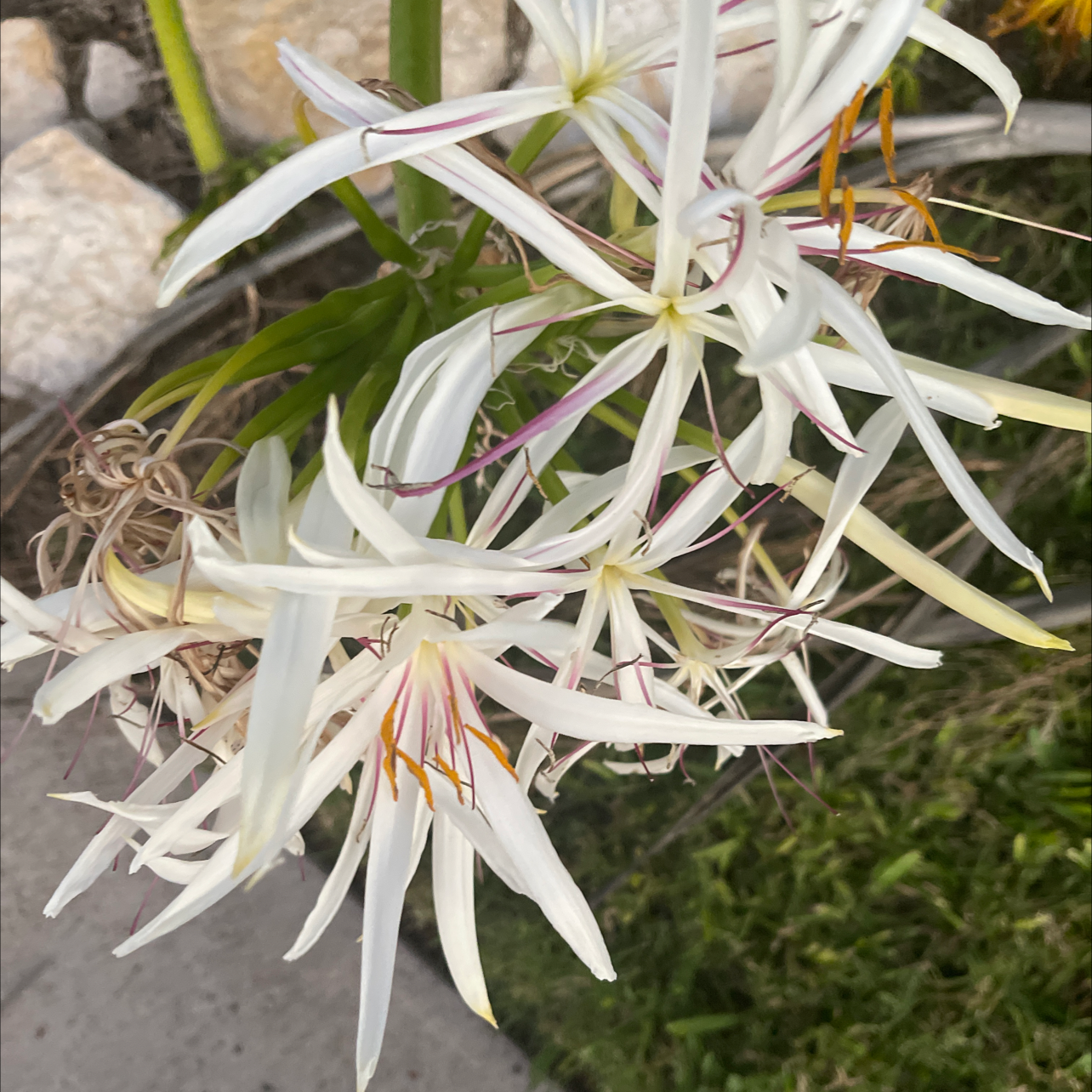 Image of a Poisonbulb plant with white, star-shaped flowers, appearing healthy and well-framed.