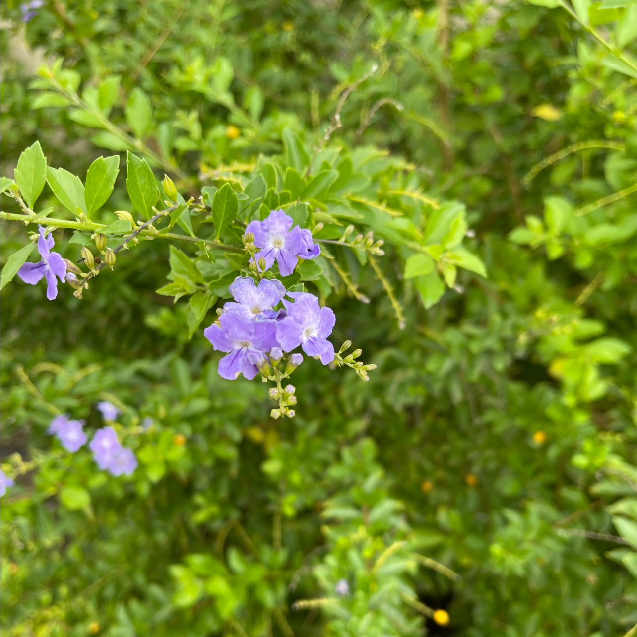 Golden Dewdrop plant with small purple flowers and green leaves.