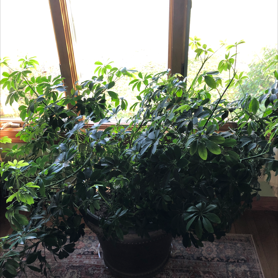 Dwarf Umbrella Tree plant photo by Mia named Umbrella on Greg, the plant care app.
