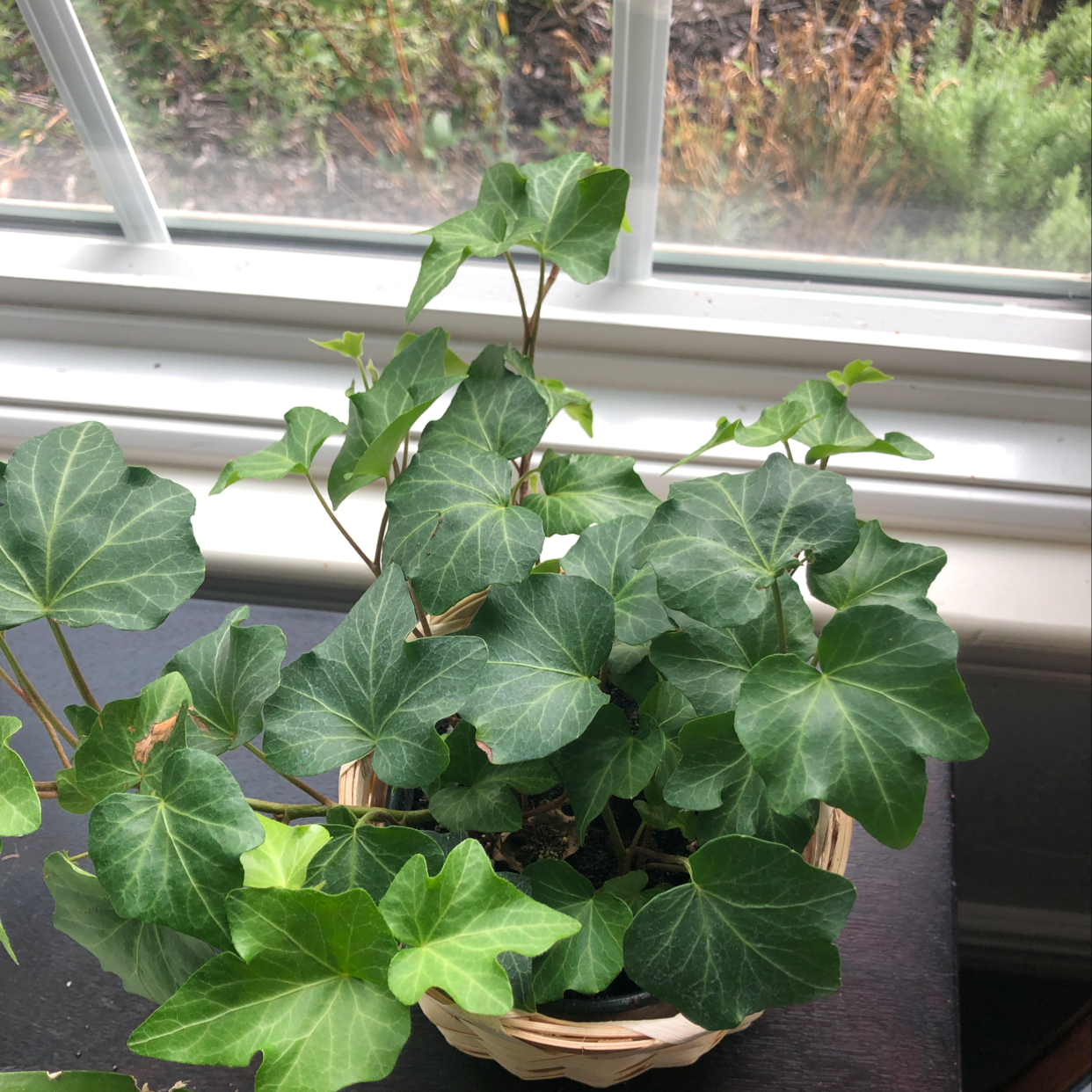 A healthy, thriving English Ivy plant with lush green leaves growing in a clay pot on a sunny windowsill.