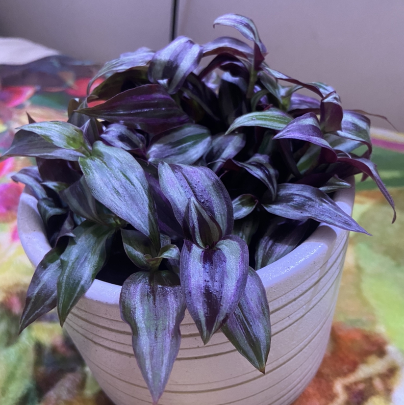 Spiderwort plant photo by @sjshshx named Zebrina on Greg, the plant care app.