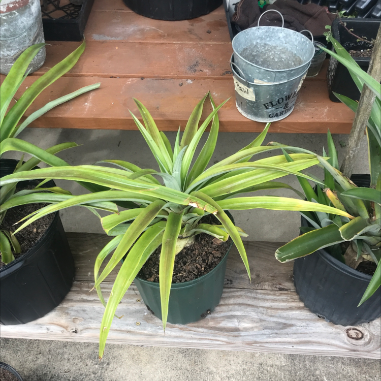 Photo of the plant species White Jade Pineapple by Jarvis named White Jade Pineapple on Greg, the plant care app