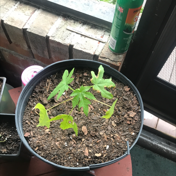 Young papaya plant in a pot with visible soil, placed indoors near a window.
