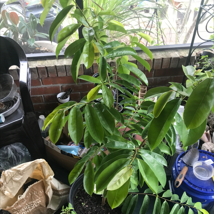 Soursop plant with healthy green leaves in a pot, surrounded by gardening tools and supplies.