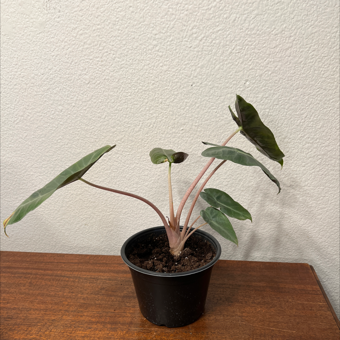 Alocasia Pink Dragon plant in a black pot with pinkish stems and mostly healthy leaves.